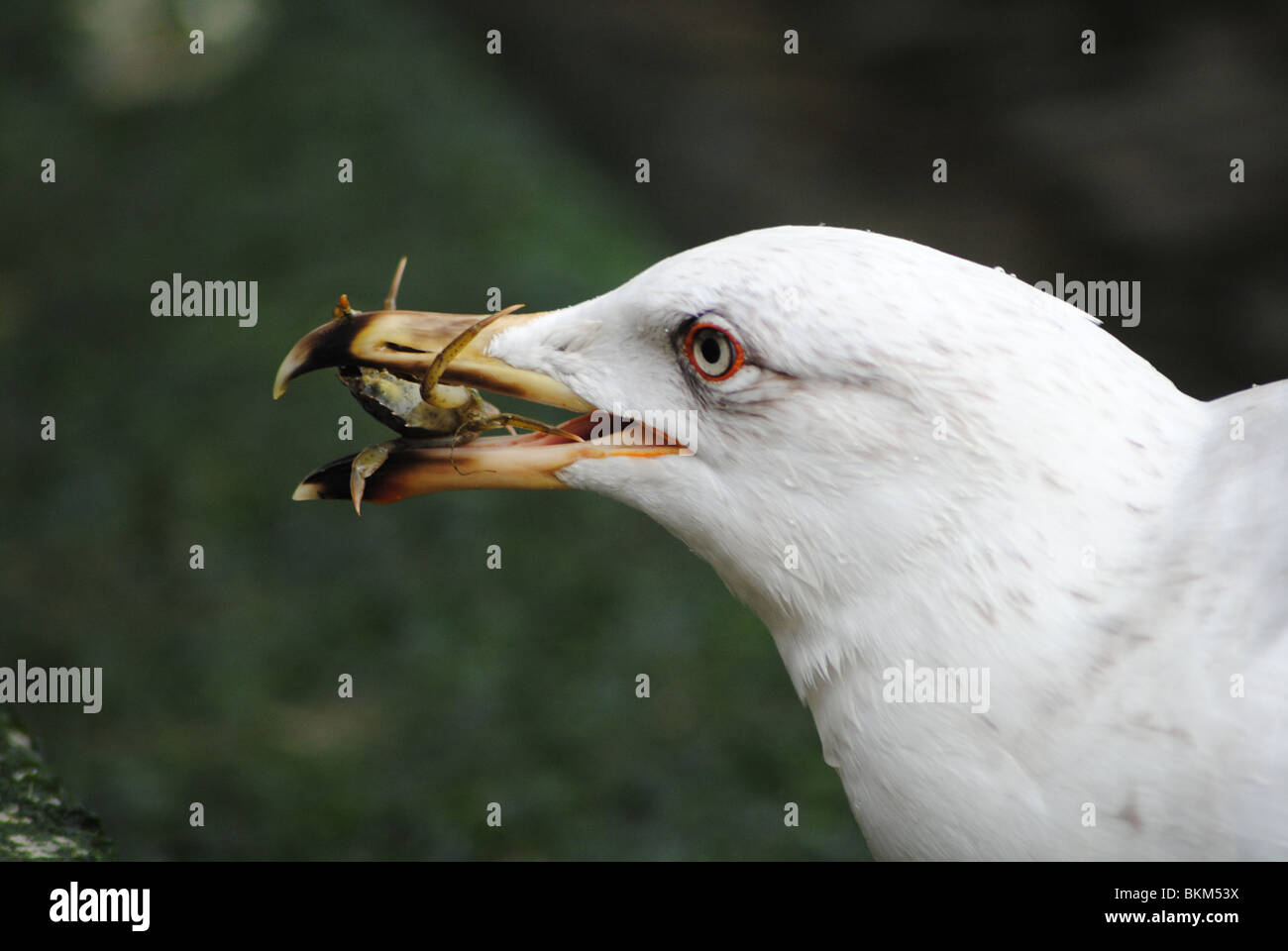 Seagull (Herring Gull) eating crab Stock Photo Alamy