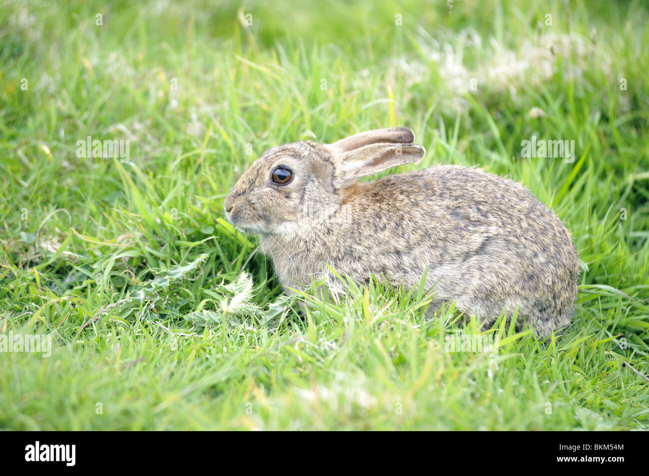 European rabbit hi-res stock photography and images - Alamy