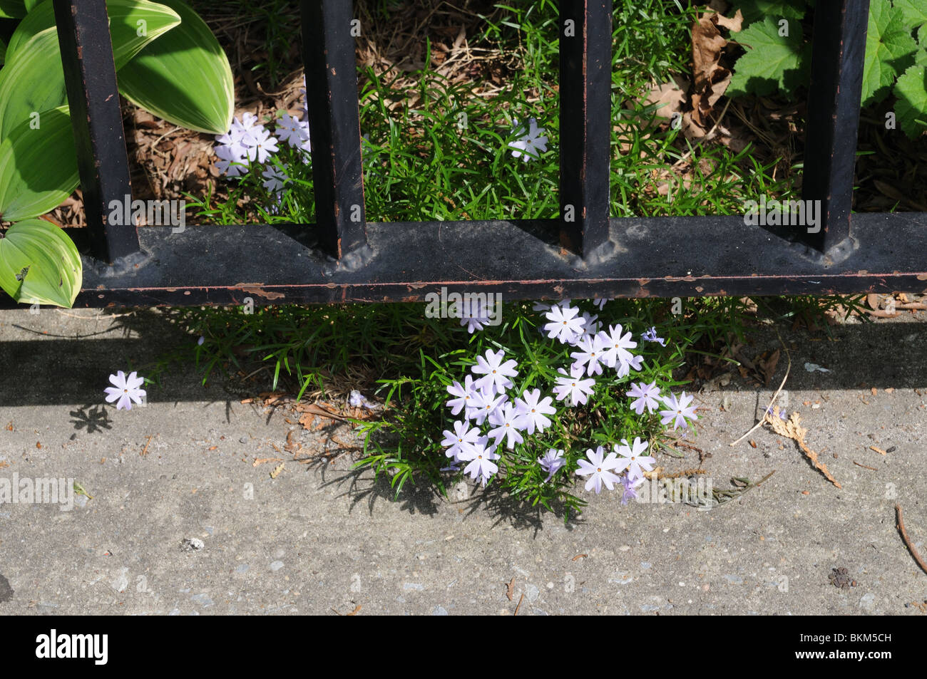 Creeping phlox growing in South Cove in Battery Park City. Stock Photo