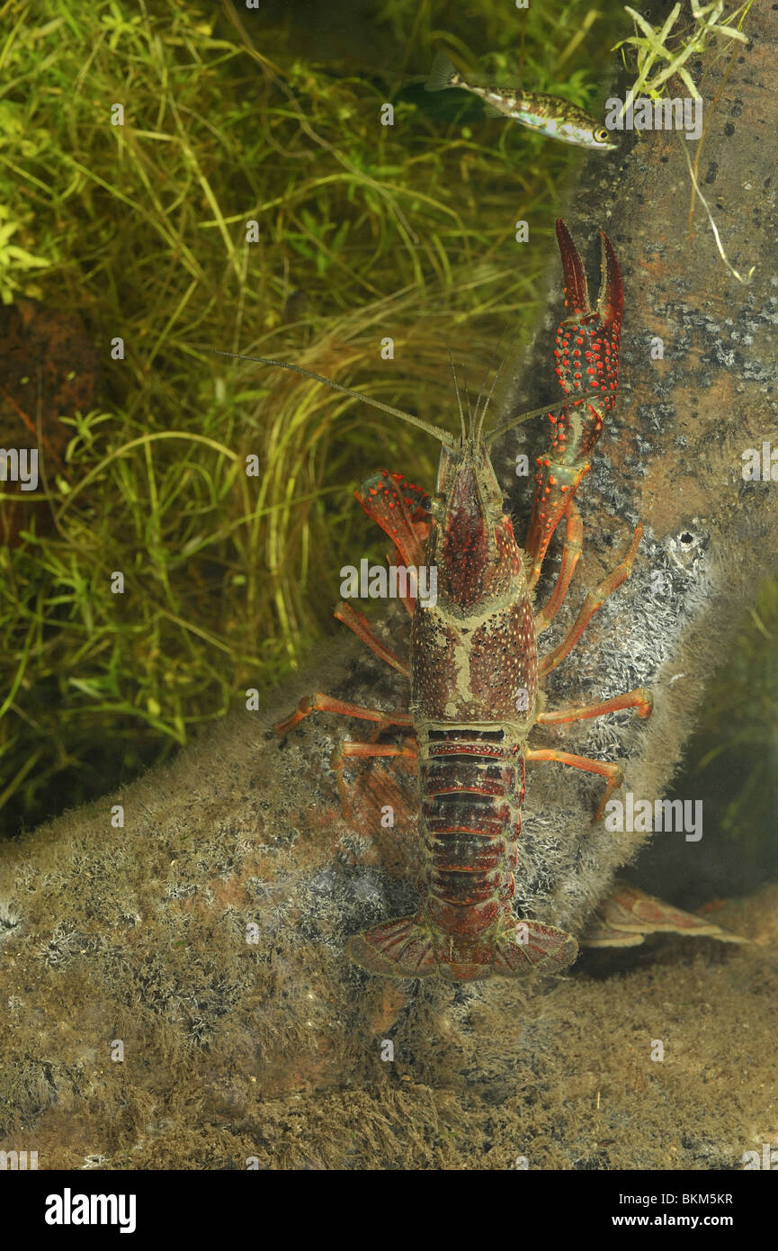 Red swamp crayfish (Procambarus clarckii) and three-spined stickleback in a pond in Belgium Stock Photo