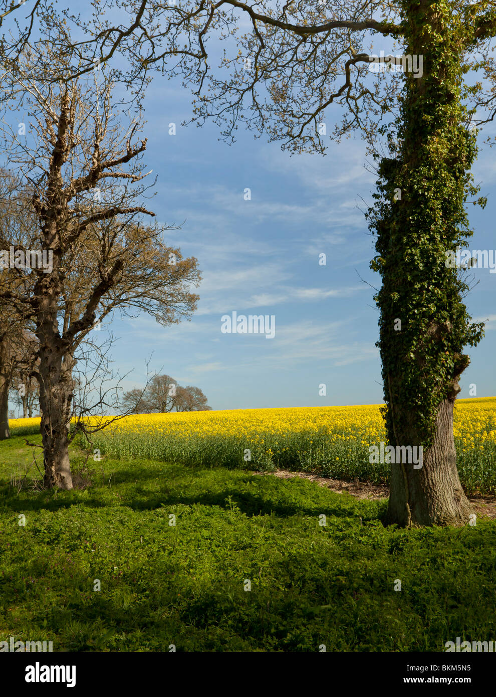 a field of oil rapeseed with trees in the foreground. Stock Photo