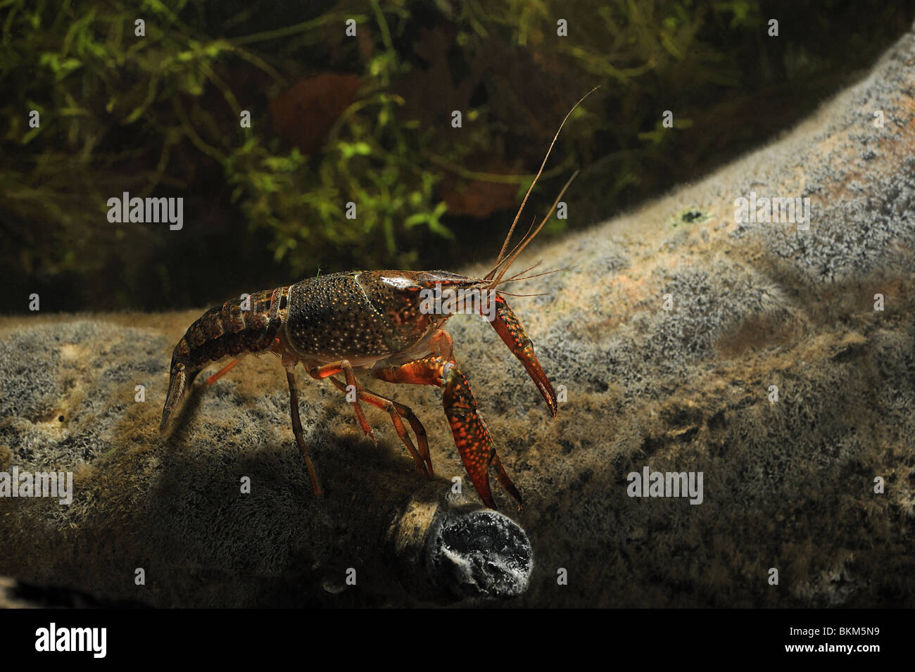 Red swamp crayfish (Procambarus clarckii) in a pond in Belgium Stock Photo