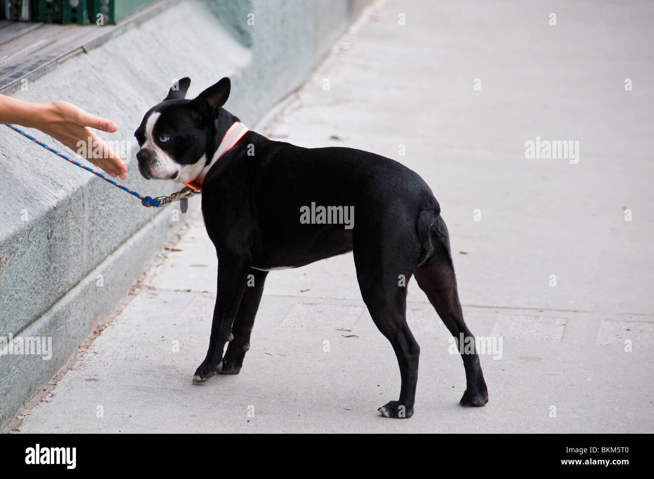 Interaction between dog and human Stock Photo