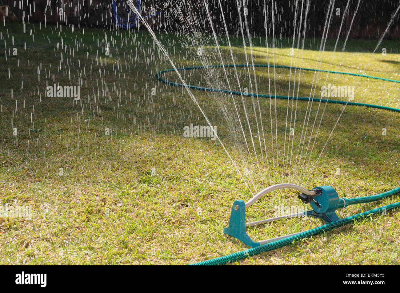 Watering a couch grass garden Stock Photo Alamy