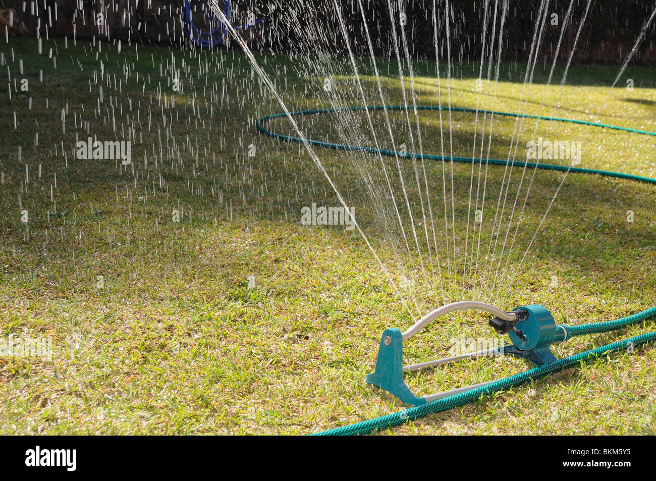 Watering a couch grass garden. Stock Photo