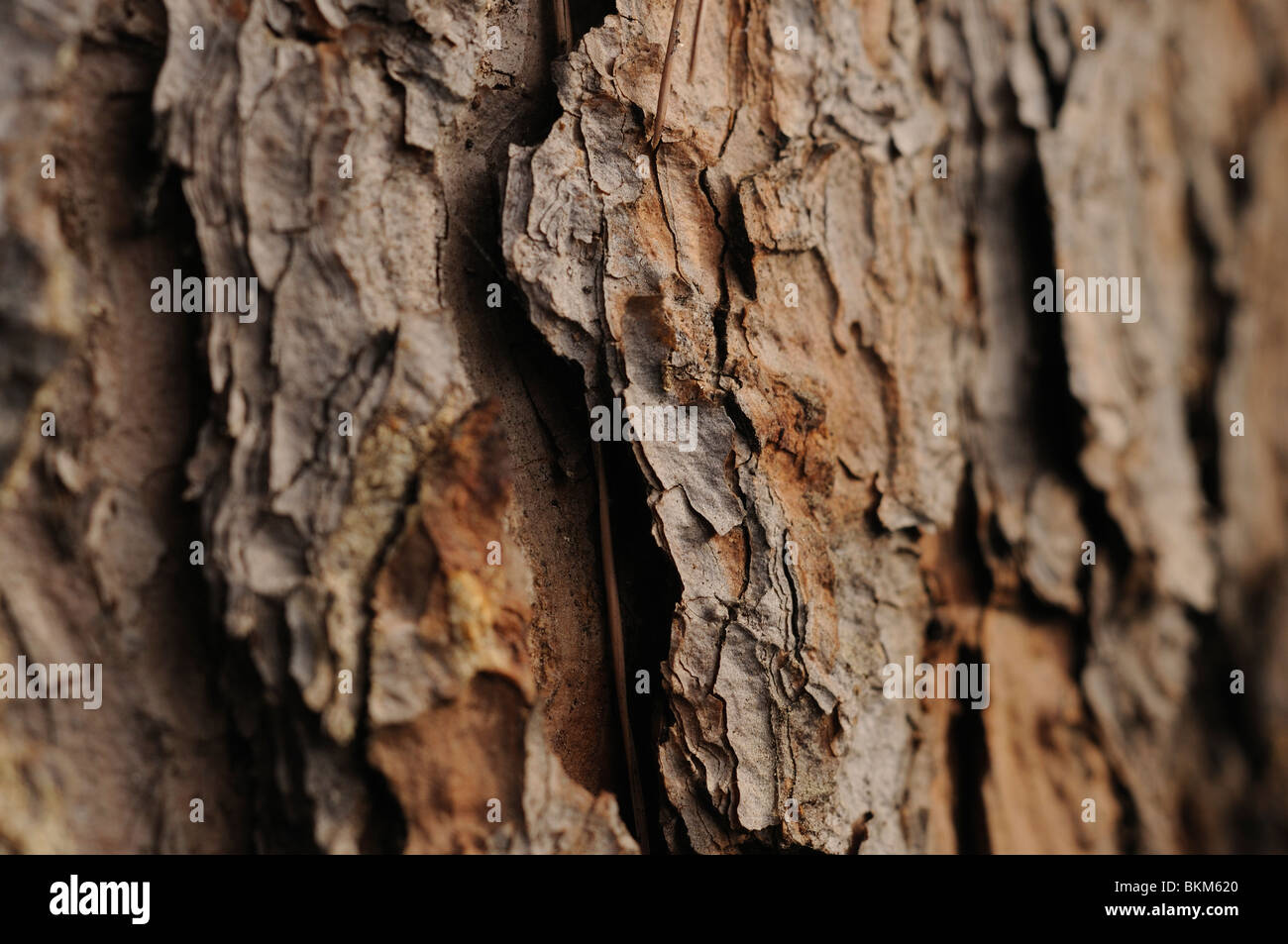 Close-up of a pine tree bark Stock Photo