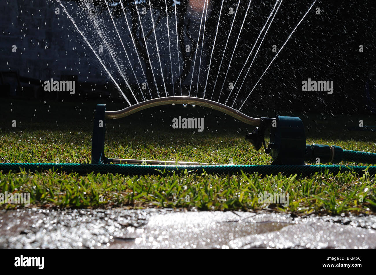 Watering a couch grass garden. Stock Photo