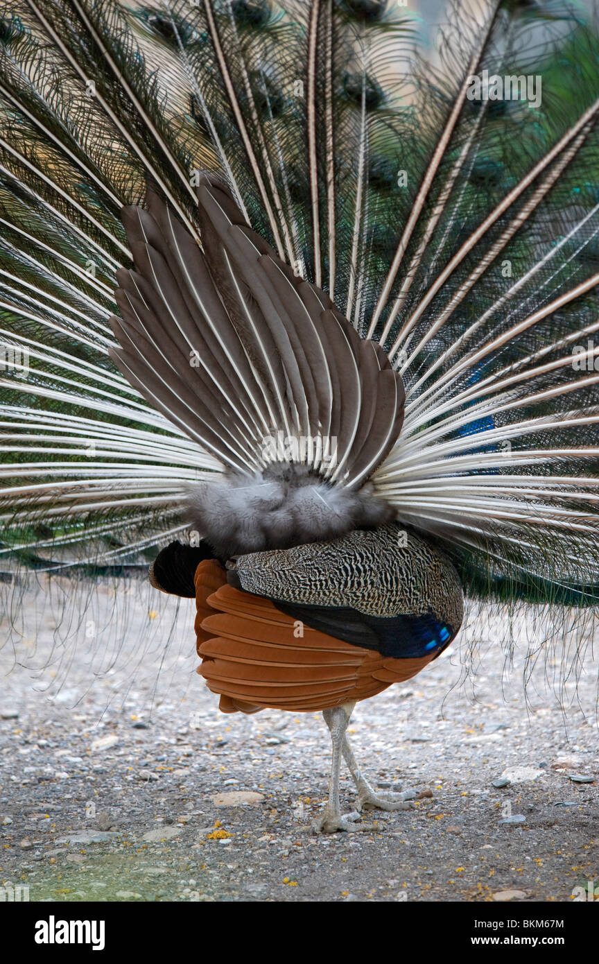 Rear view of a Peacock with feathers outstretched Stock Photo