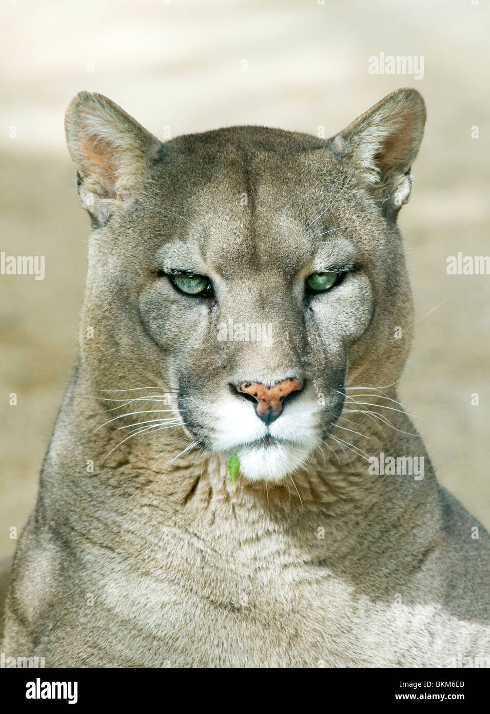 Puma family hi-res stock photography and images - Alamy