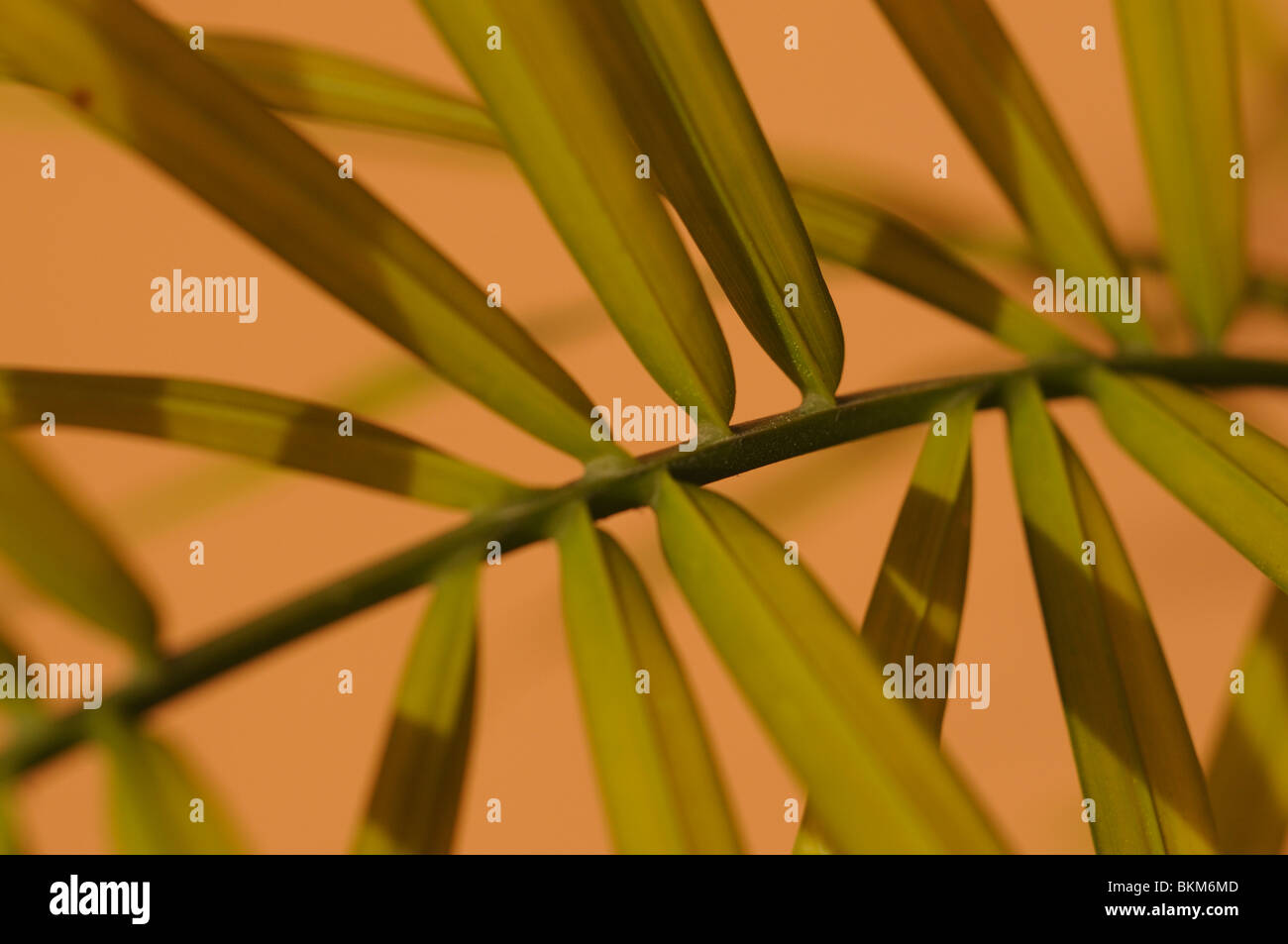 Queen Palm leaves (Syagrus romanzoffiana) Stock Photo