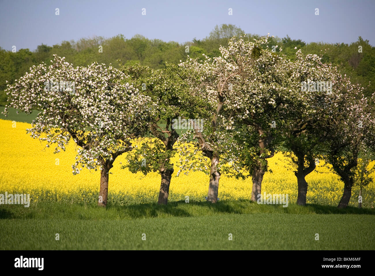 Frühling im Deister Obstbäume Spring in Germany Stock Photo Alamy