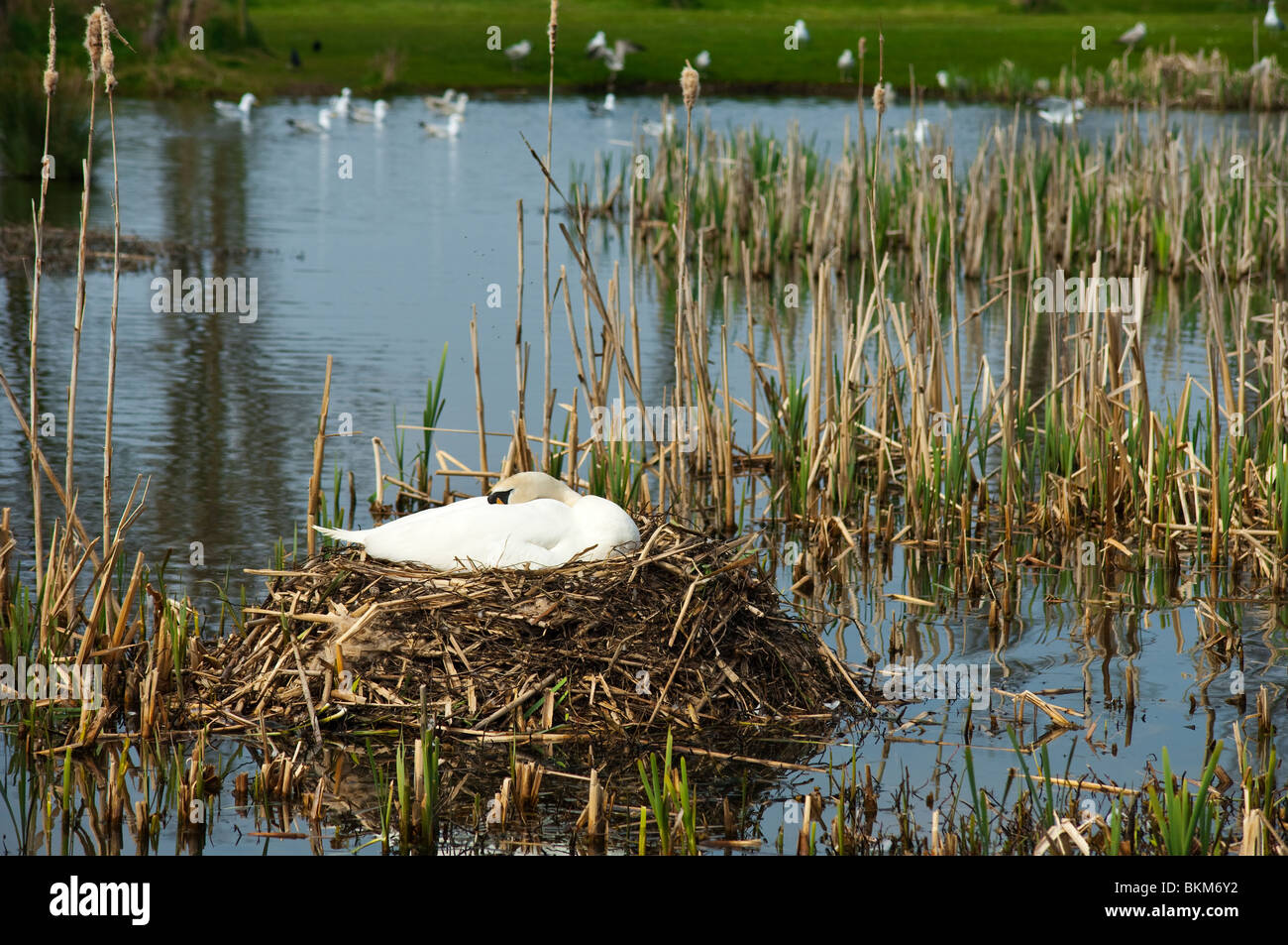 A swan broods over her reed island nest in the mill pond at Skerries, County Dublin, Ireland Stock Photo