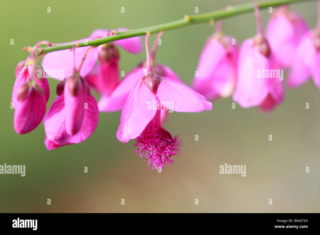 Purple broom flower stem hi-res stock photography and images - Alamy