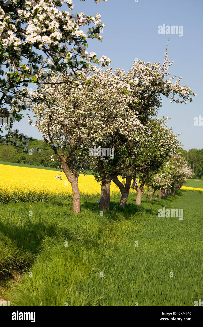 Frühling im Deister Obstbäume Spring in Germany Stock Photo Alamy