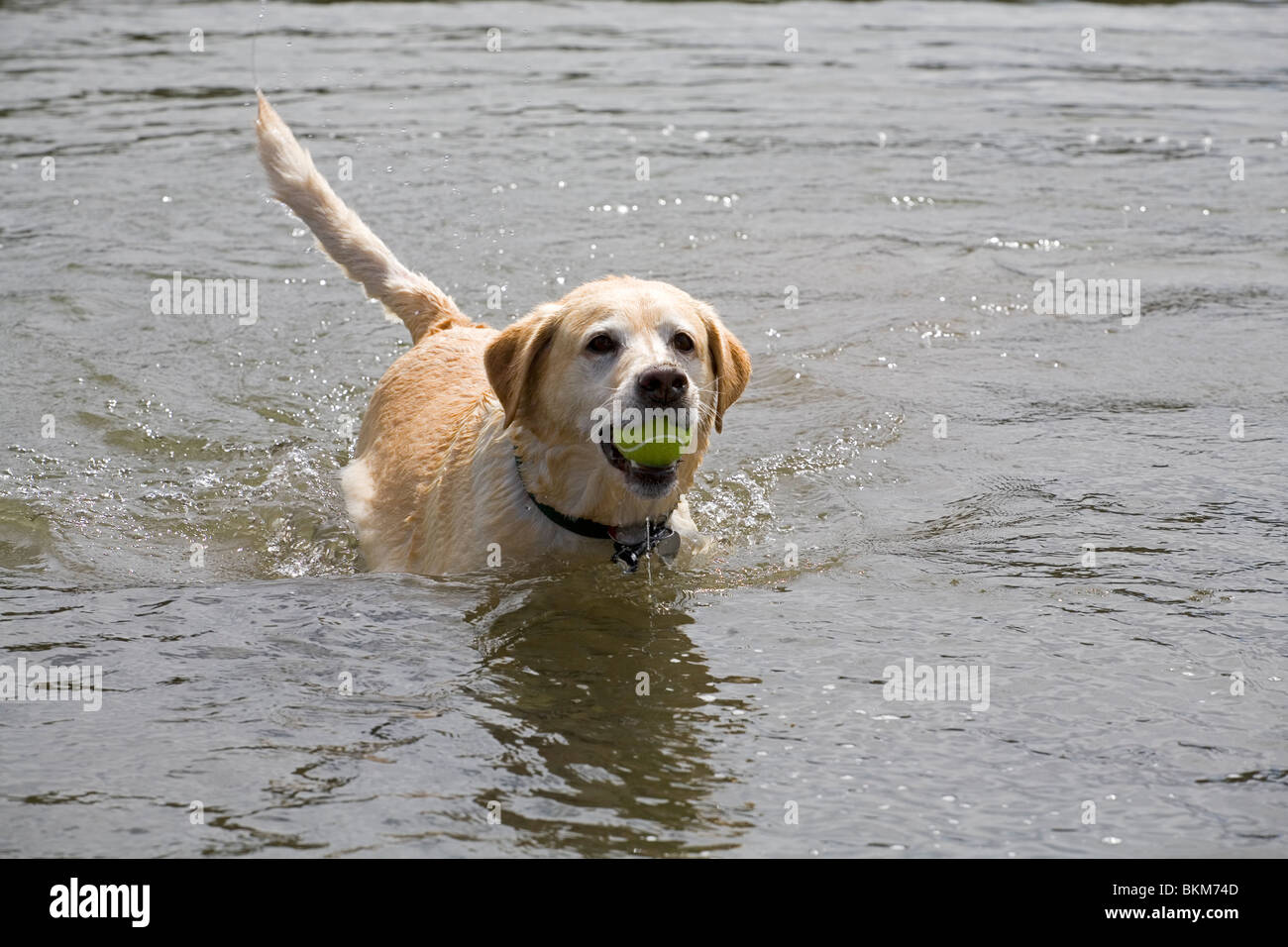 A yellow Labrador Retriever chases a tennis ball into a river to retrieve for its master Stock Photo