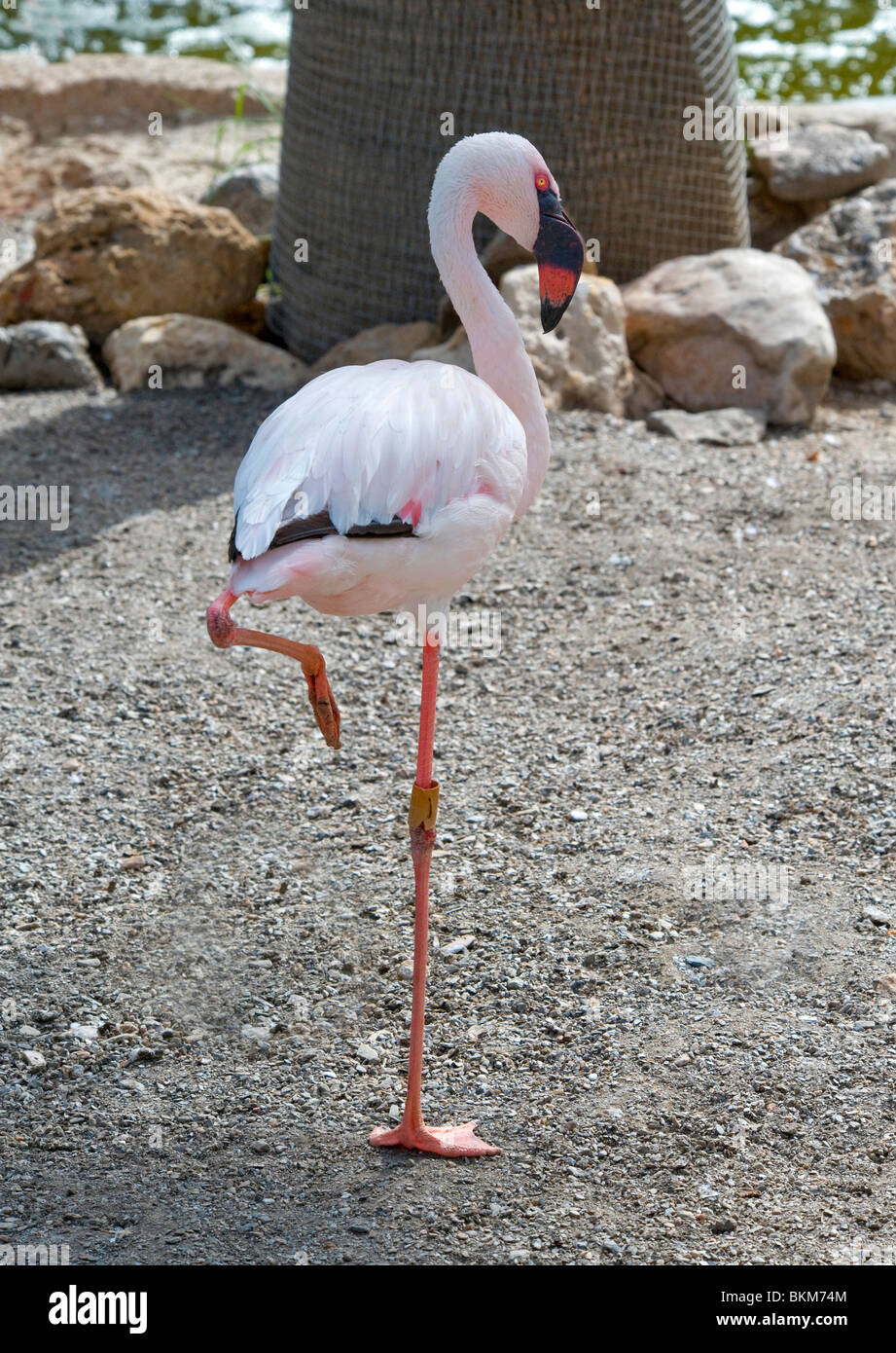 Lesser Flamingo standing on one leg Stock Photo
