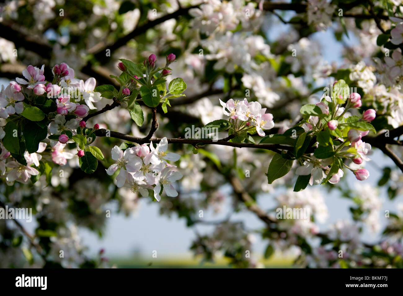 Frühling im Deister Obstbäume Spring in Germany Stock Photo Alamy