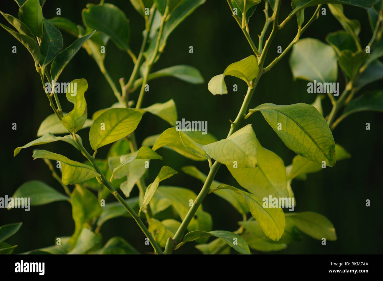 Orange tree leaves (Citrus sinensis Stock Photo Alamy