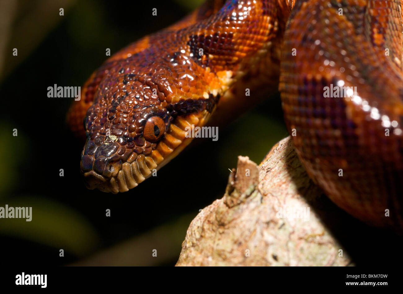 Close-up portrait of young Madagascan boa. Stock Photo