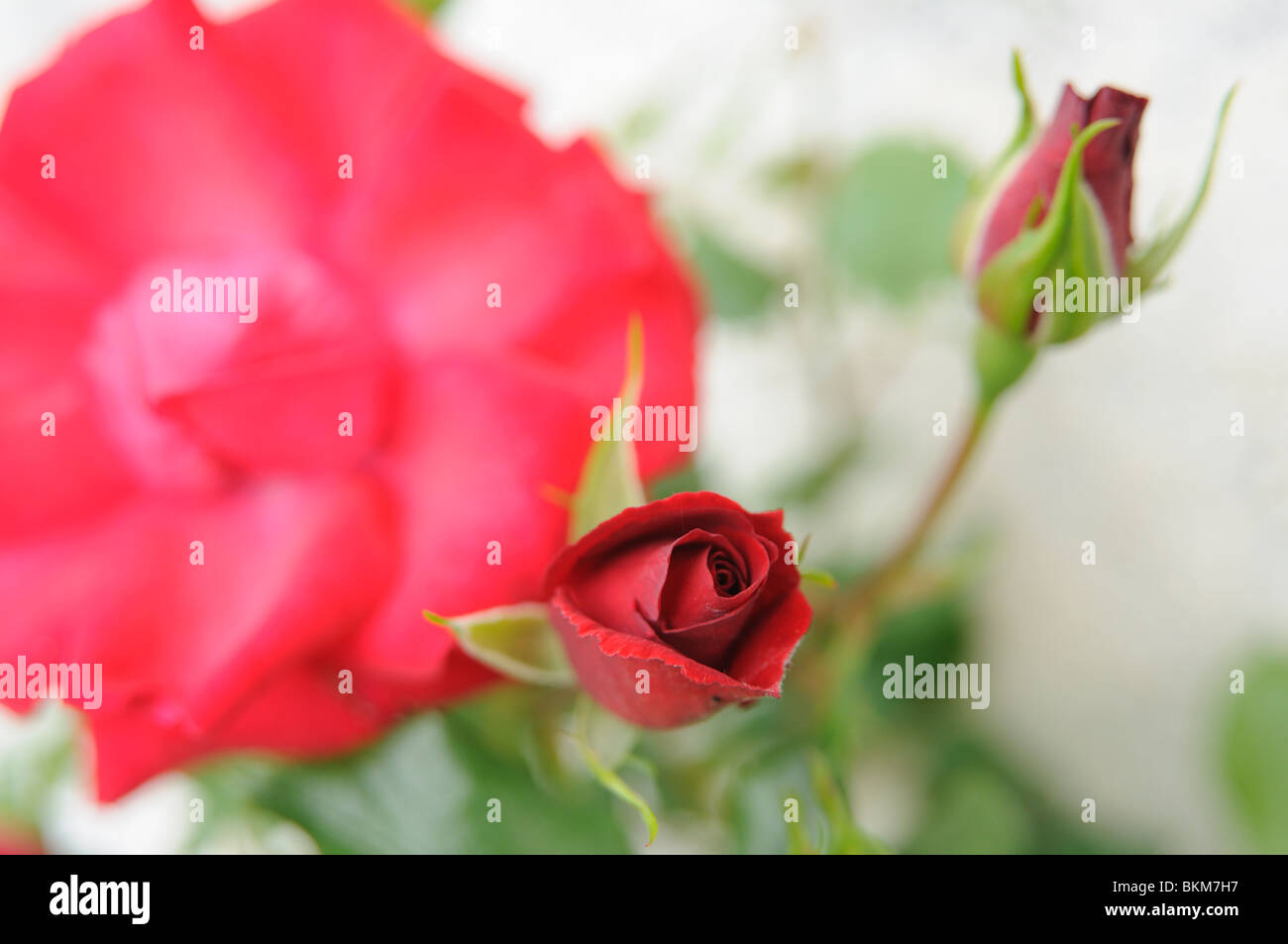 Rose flower and rose buds Stock Photo