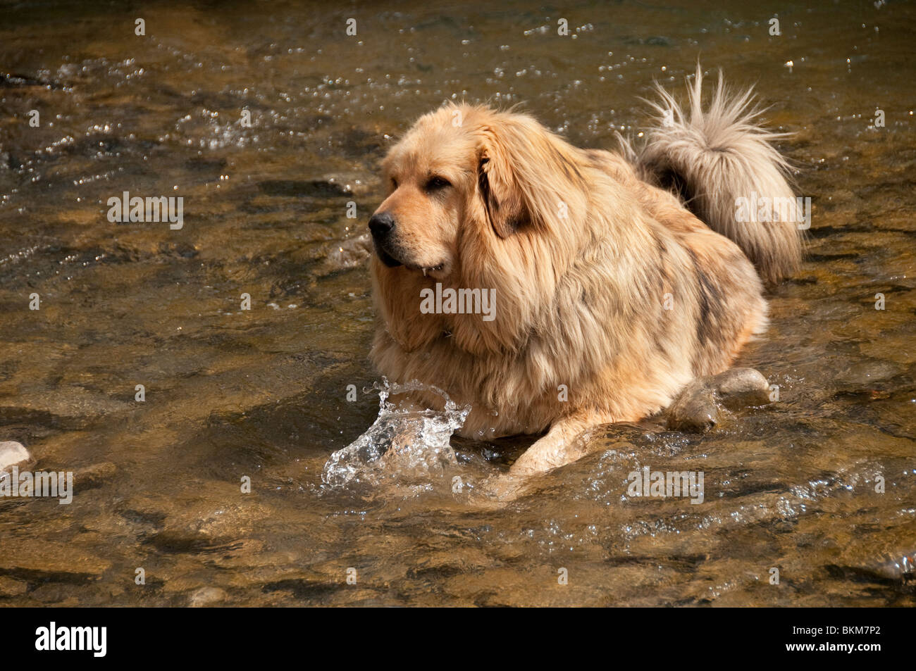 Can Tibetan Mastiff Live In Hot Weather