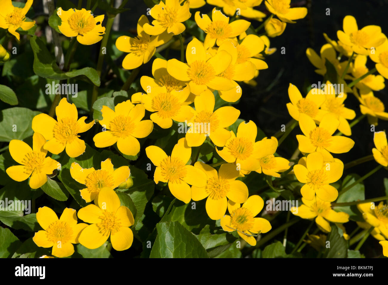Marsh marigolds or kingcups Caltha palustris Stock Photo