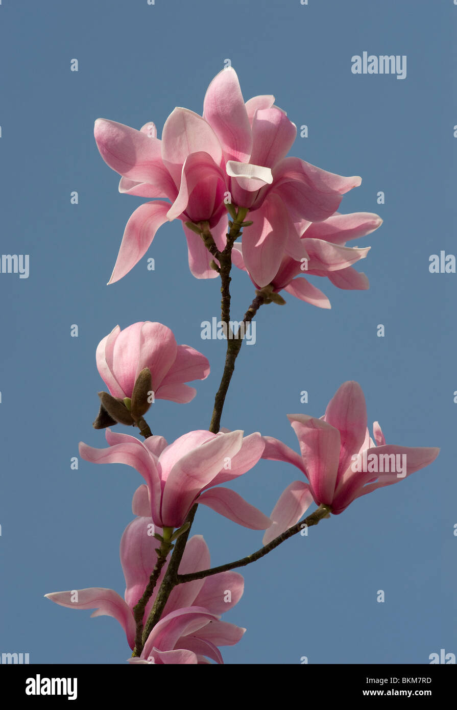 Sprengers magnolia, Magnolia sprengeri, grows in forests or thickets at 1300-2400 m in China. Stock Photo