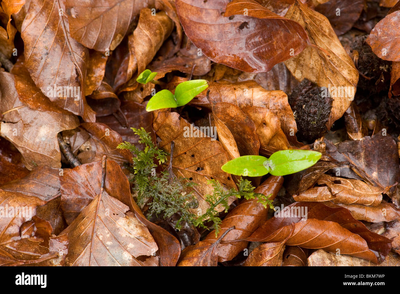 Seedlings & moss grow up through beech leaf litter, New Forest Stock Photo