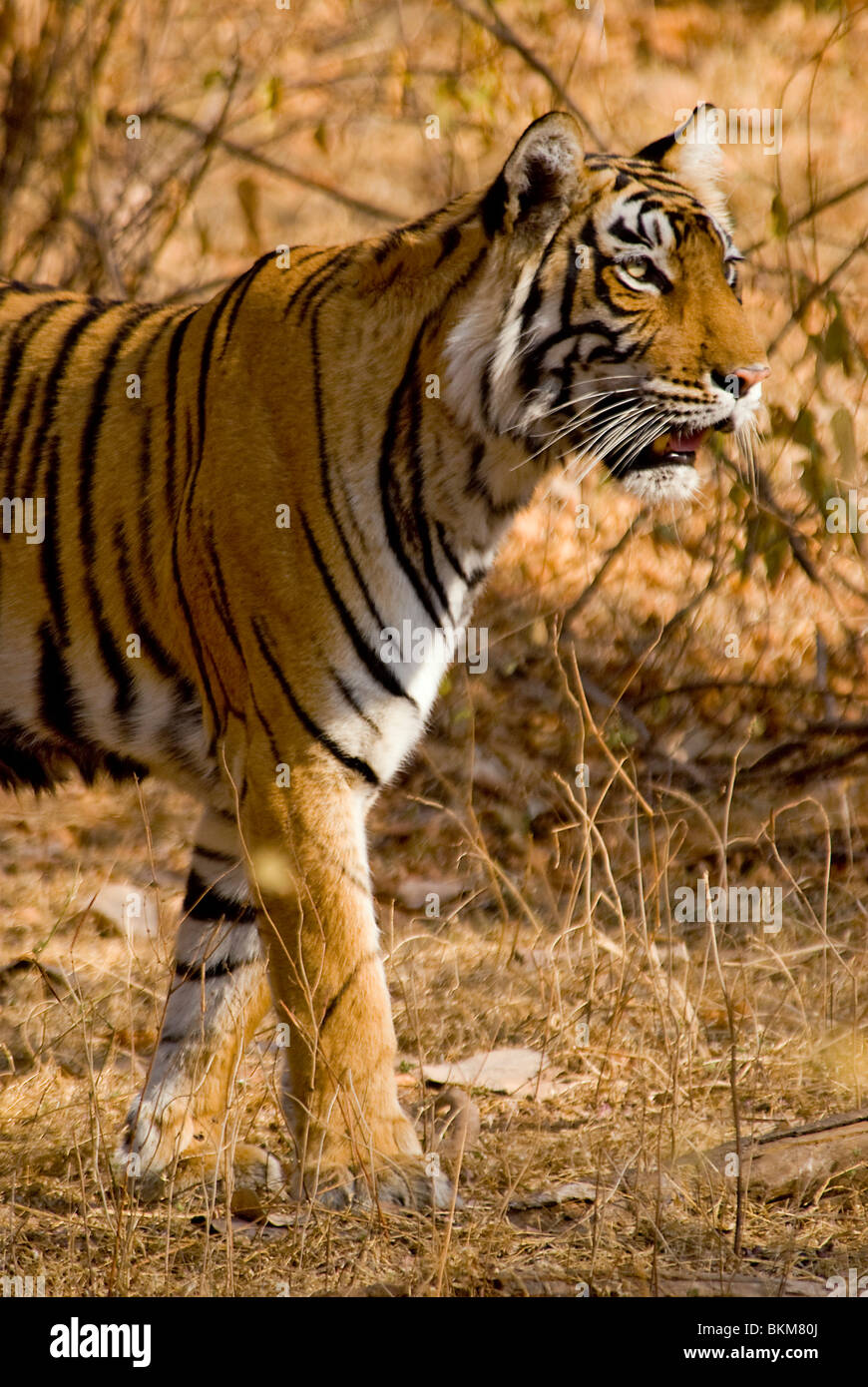 Alert male Bengal tiger, Panthera tigris, stops to listen Ranthambore, NP, India Stock Photo
