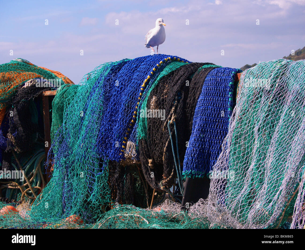 Herring gull on fishing nets. taken at the Cobb at Lyme Regis in Dorset. Stock Photo