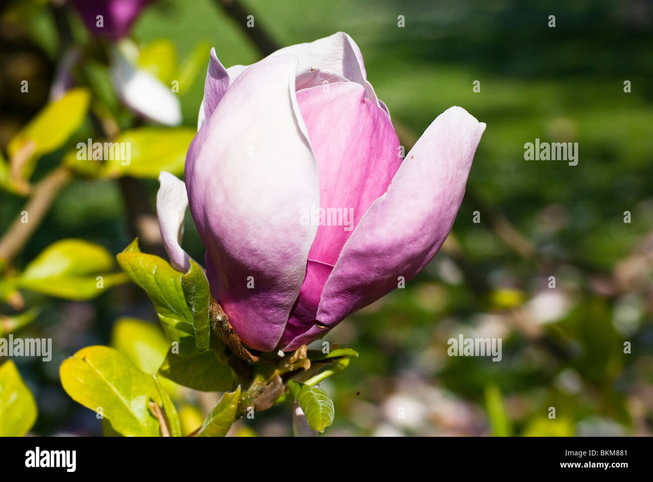 Magnolia flower bud Stock Photo Alamy