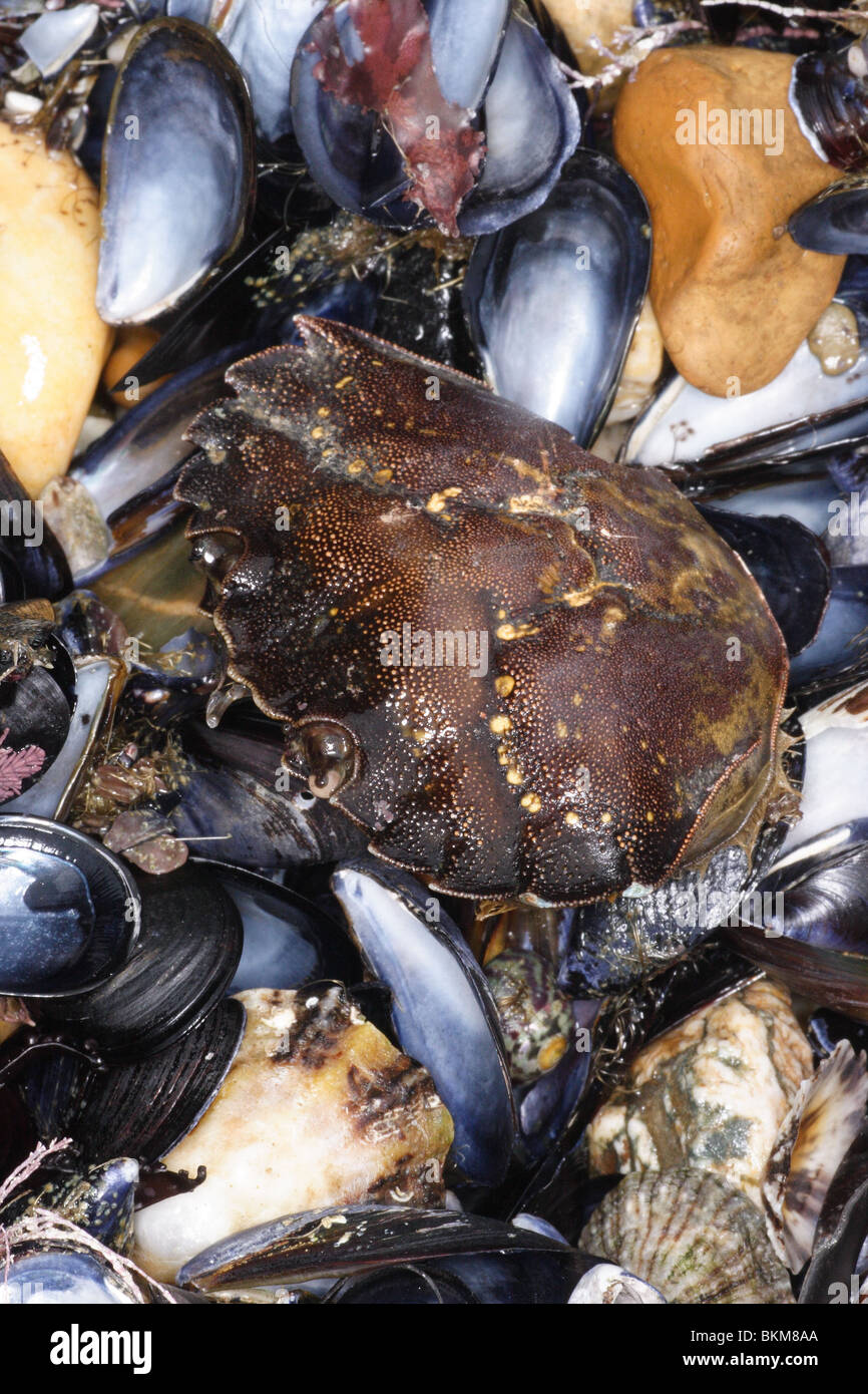Crab shell, Carcinus maenas. on strandline Cornwall. October. Stock Photo