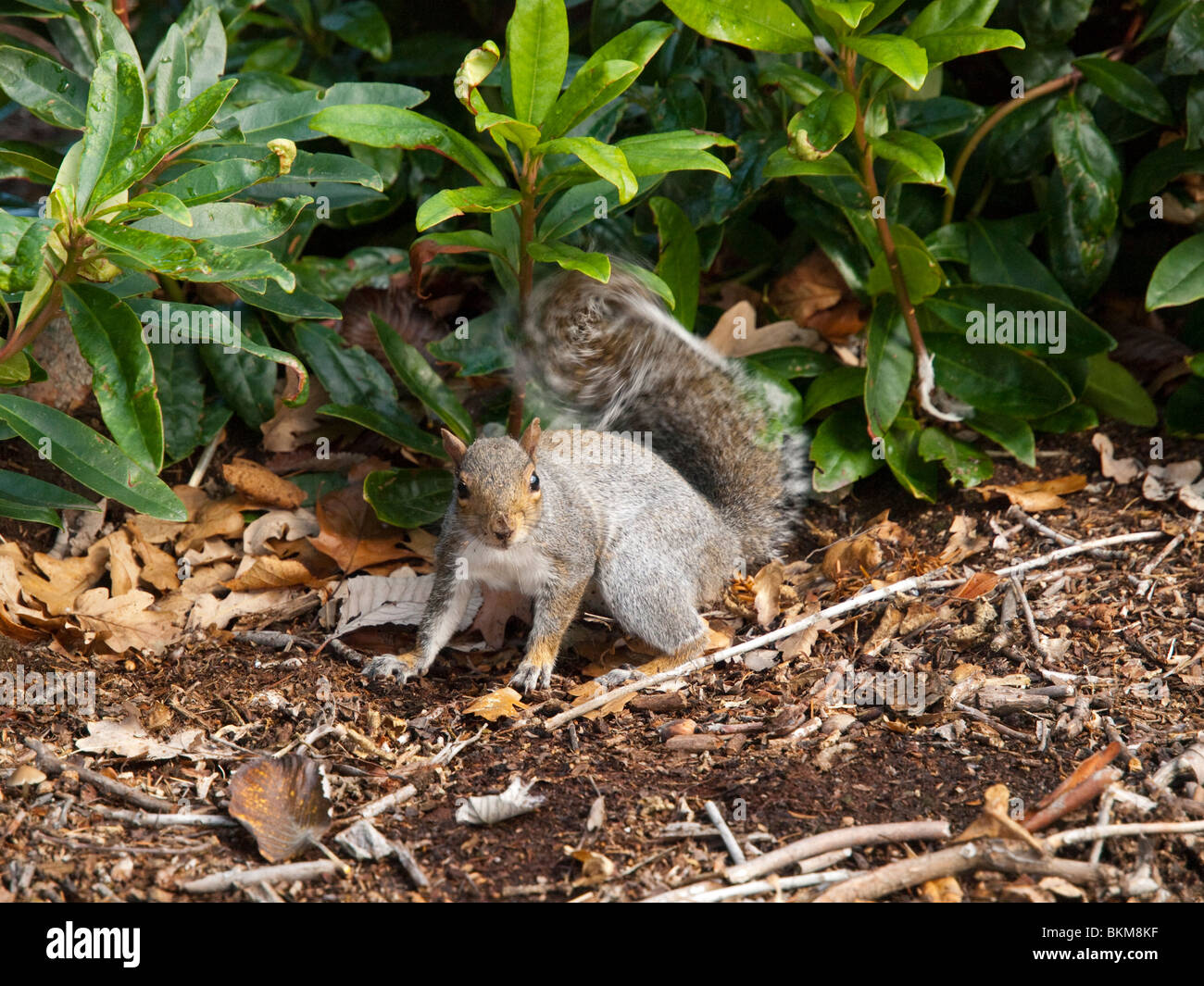 A common grey squirrel collecting nuts in woodland, Nottinghamshire England UK Stock Photo Alamy