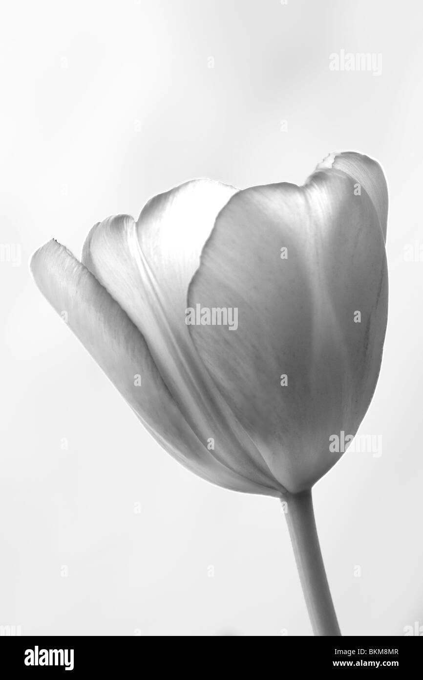 Monochrome Tulip flower Stock Photo Alamy