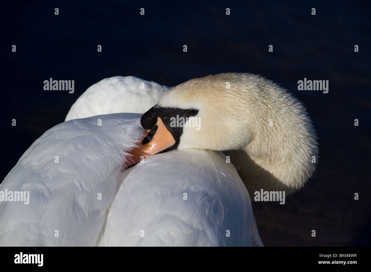 Close up portrait of a mute swan sleeping, showing a side profile with beak tucked into his wing against a dark blue background. Stock Photo