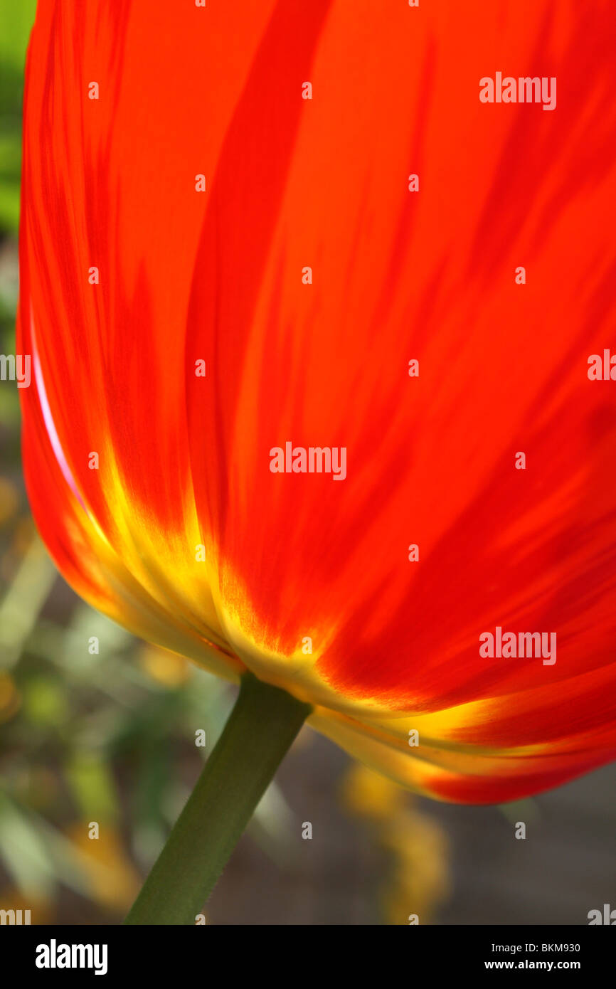 Tulip large red Tulipa Cantata Division 13 Fosteriana Group. Spring time English garden, Epsom Surrey England UK. Stock Photo