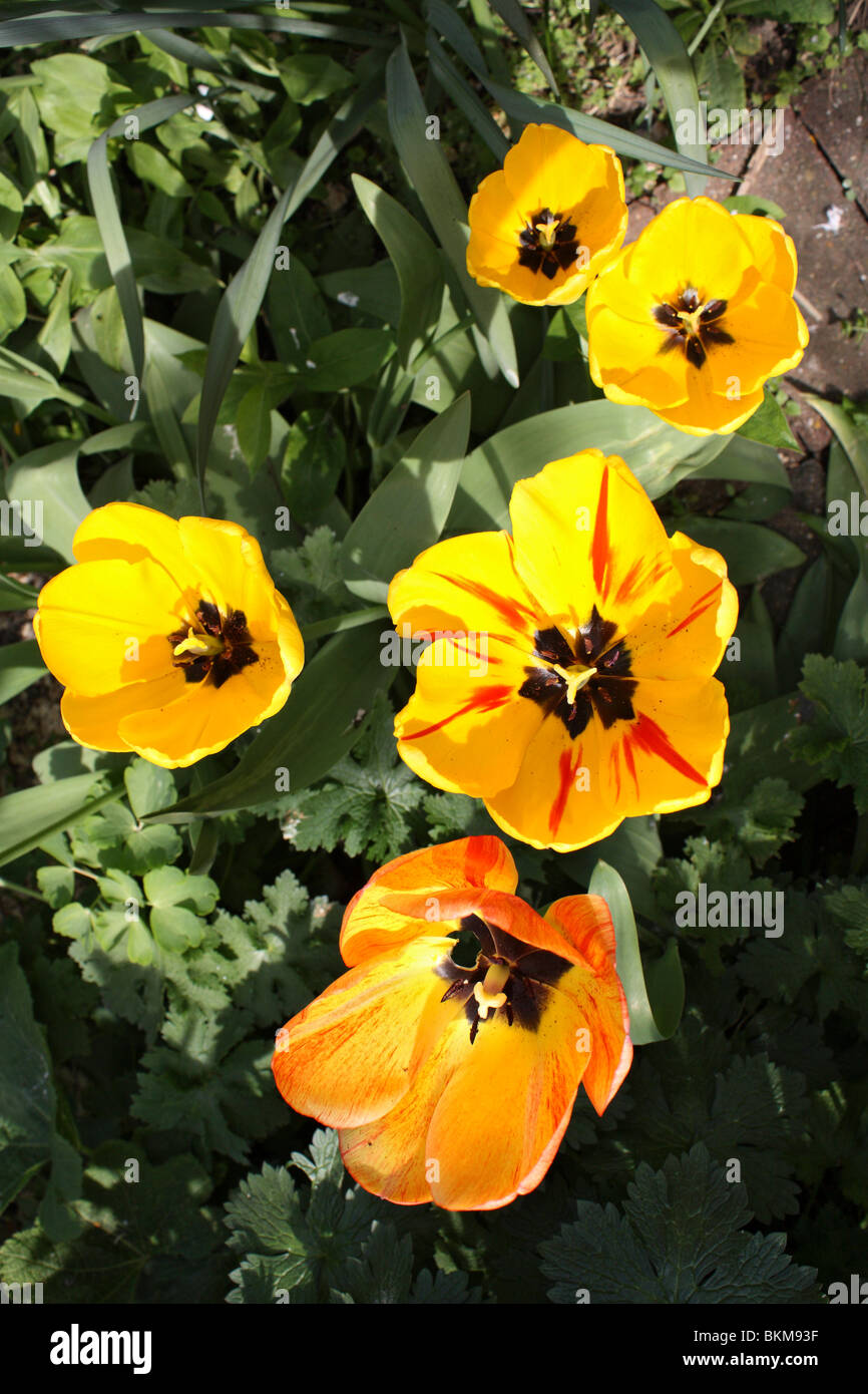 Tulips large yellow Tulipa Cantata Division 13 Fosteriana Group. Spring time English garden, Epsom Surrey England UK. Stock Photo