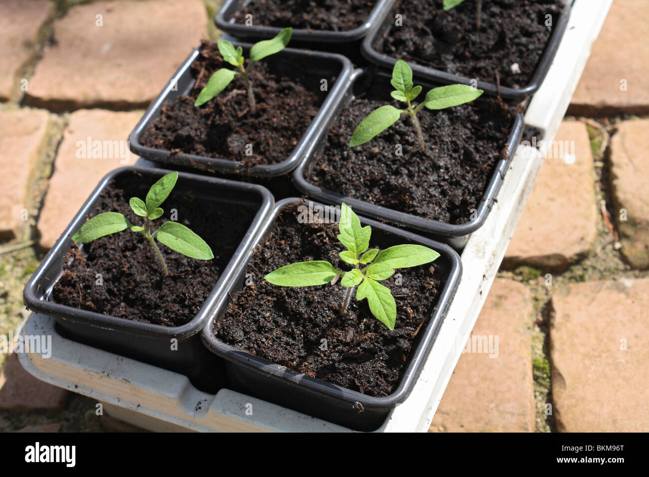 Gardener's Delight cherry tomato plants seedings in pots, Surrey
