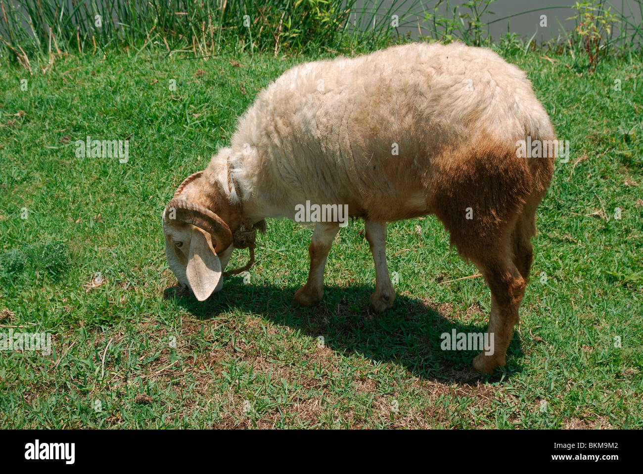 sheep eating grass ; india Stock Photo - Alamy