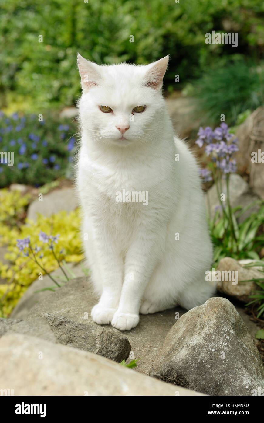 All White domestic Cat sitting on a rock in a garden. Stock Photo