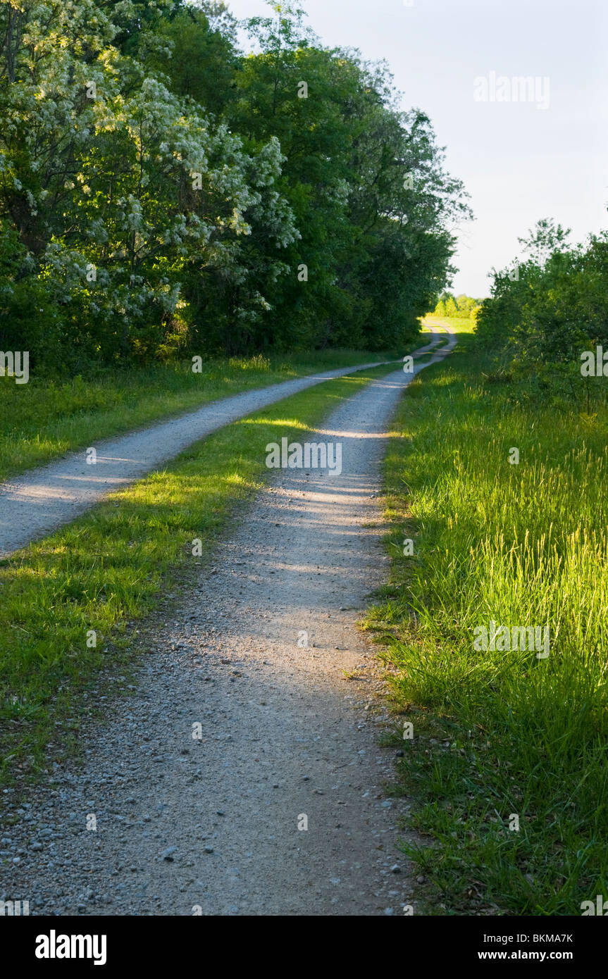 A sunlit Virginia dirt road. Stock Photo