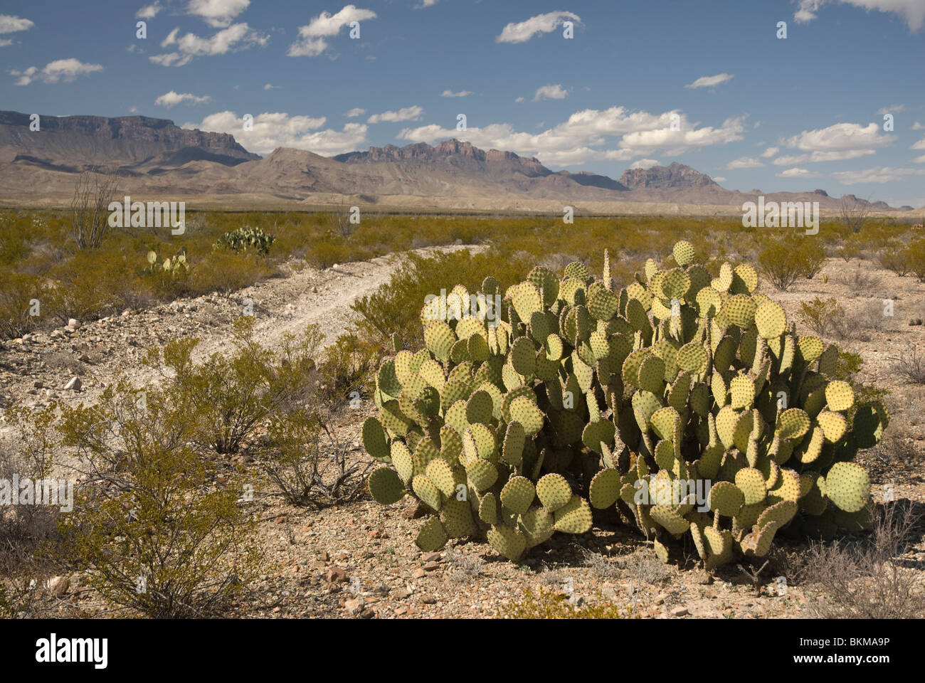 Prickly pear cactus in the Chihuahuan desert portion of Big Bend