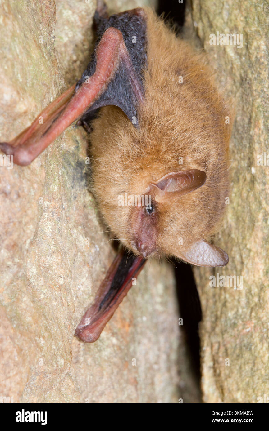 Tri-colored bat, or eastern pipistrelle (Pipistrellus [Perimyotis] subflavus), Georgia, USA. Stock Photo