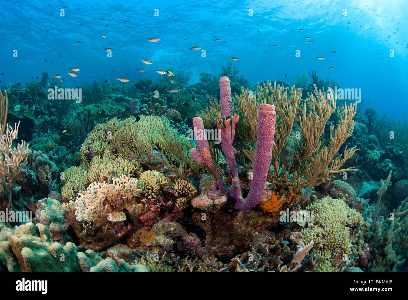 Brown Chromis (Chromis multilineata) swimming over Stove-pipe Sponge (Aplysina archeri) and corals Stock Photo