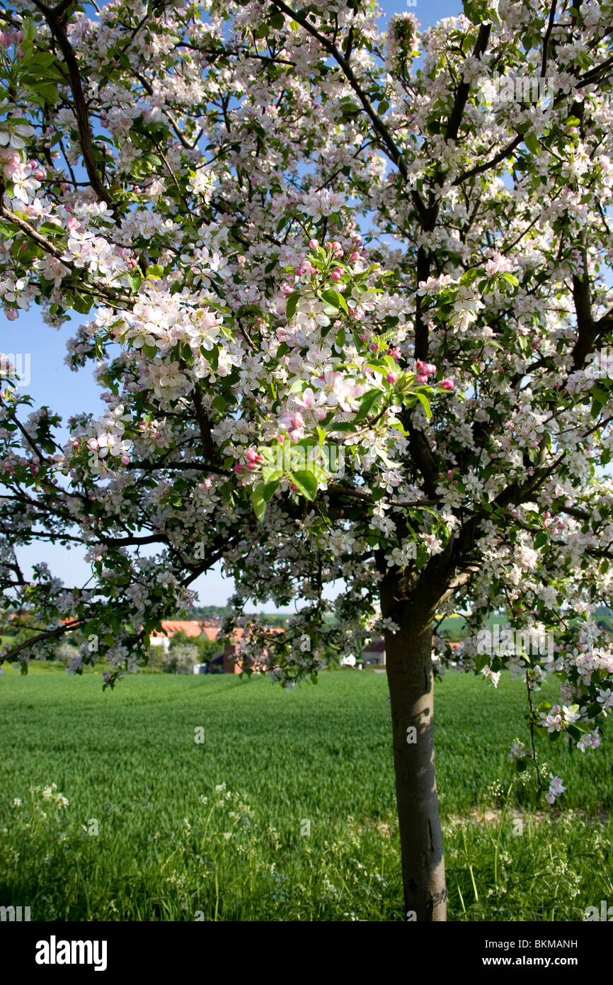 Frühling im Deister Obstbäume Spring in Germany Stock Photo Alamy