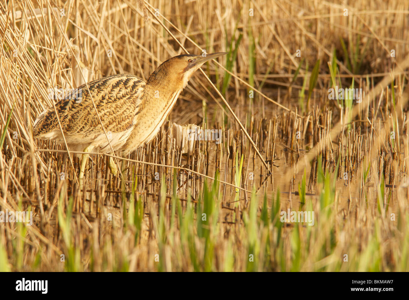 Eurasian bittern in reeds Stock Photo - Alamy