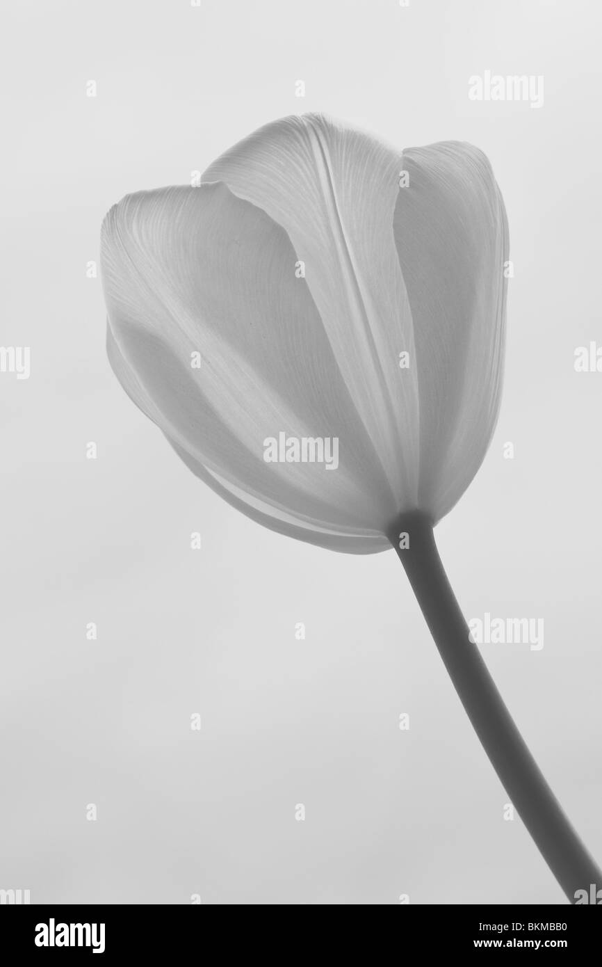 Monochrome Tulip flower Stock Photo
