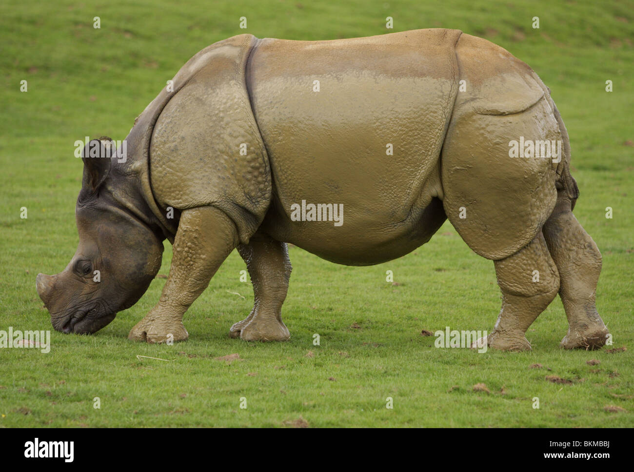 An Asian rhinocerous eating grass after walking in mud Stock Photo