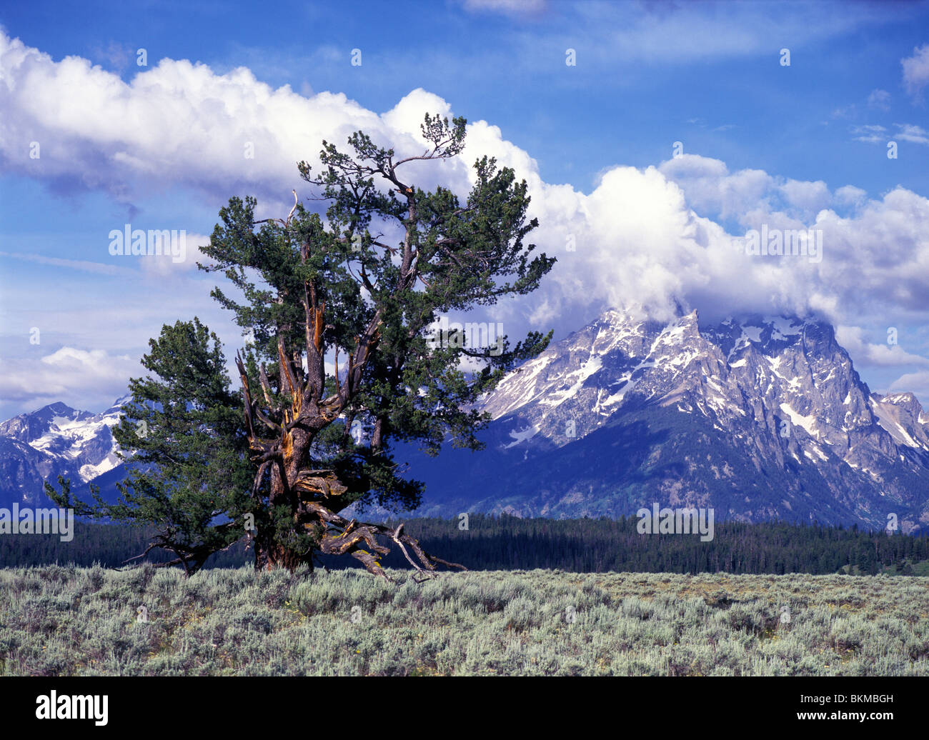 Old limber pine (Pinus flexilis) and the Grand Teton mountains, Grand Teton National Park, Wyoming, USA. Stock Photo
