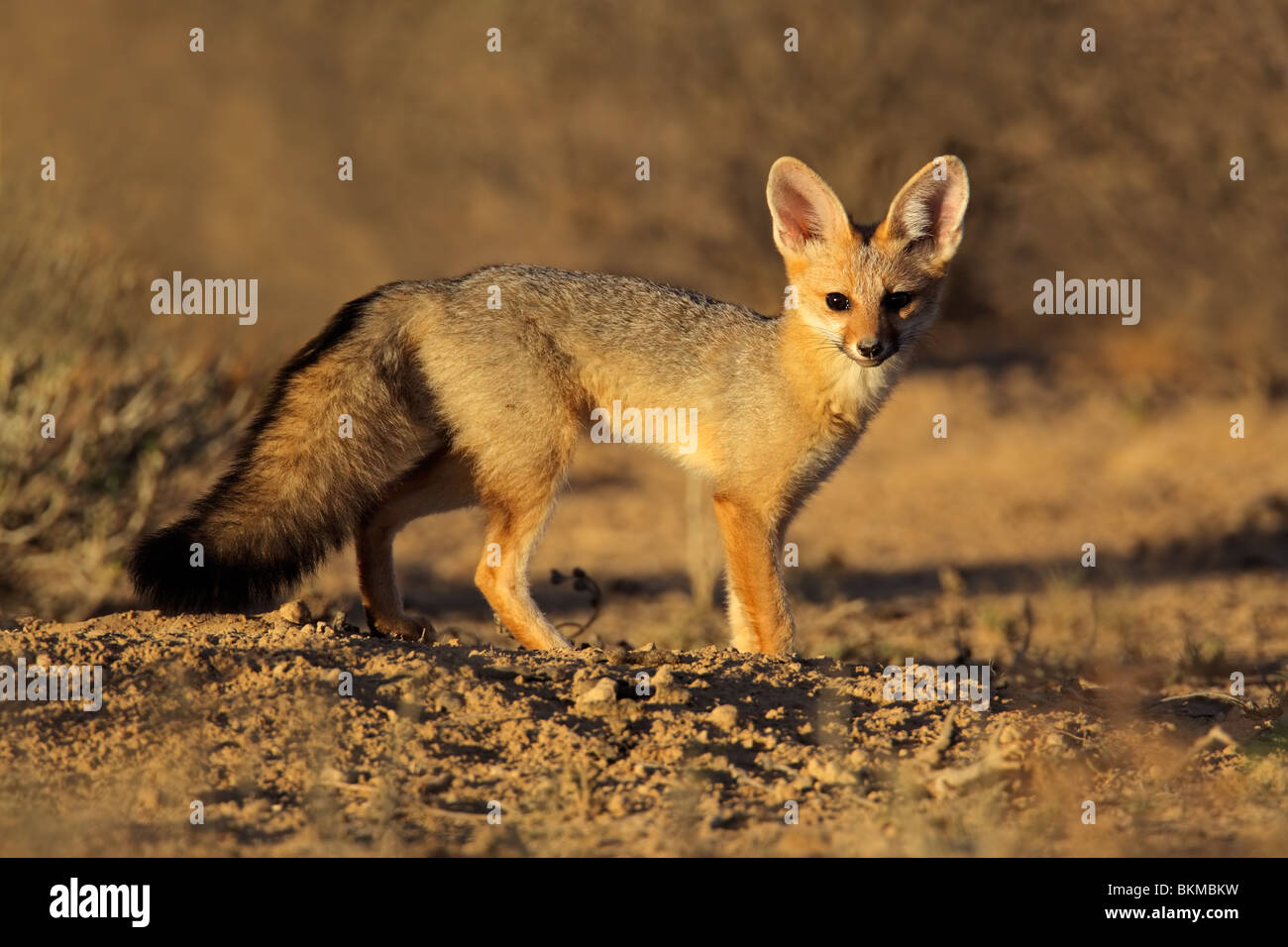 Cape fox (Vulpes chama), Kgalagadi Transfrontier Park, South Africa Stock Photo